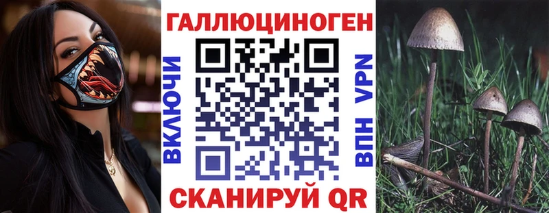 Купить  Голицыно  Галлюциногенные грибы Psilocybine cubensis 